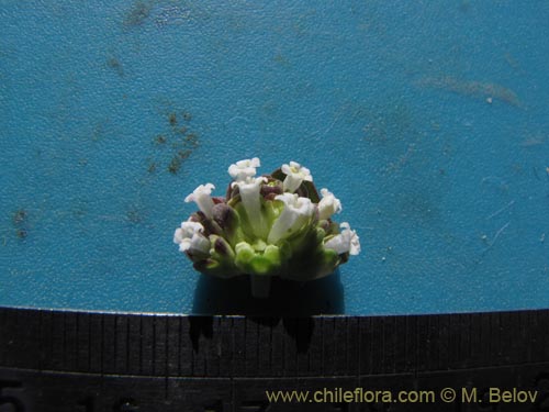 Image of Valeriana sp. #2026 (). Click to enlarge parts of image.