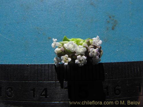 Image of Valeriana sp. #2026 (). Click to enlarge parts of image.