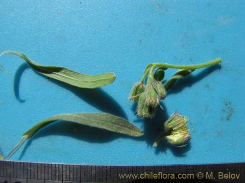 Bild von Asteraceae sp. #2027 (). Klicken Sie, um den Ausschnitt zu vergrössern.