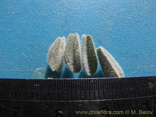 Image of Astragalus sp. #2025 (). Click to enlarge parts of image.