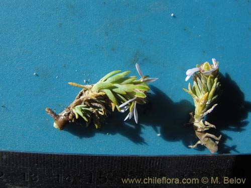 Bild von Asteraceae sp. #2065 (). Klicken Sie, um den Ausschnitt zu vergrössern.