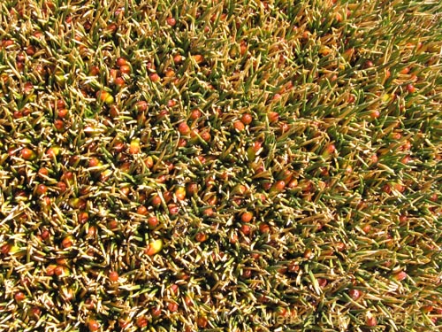 Image of Oxychloe andina (). Click to enlarge parts of image.