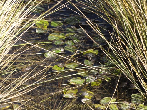 没断定的植物 sp. #2091的照片