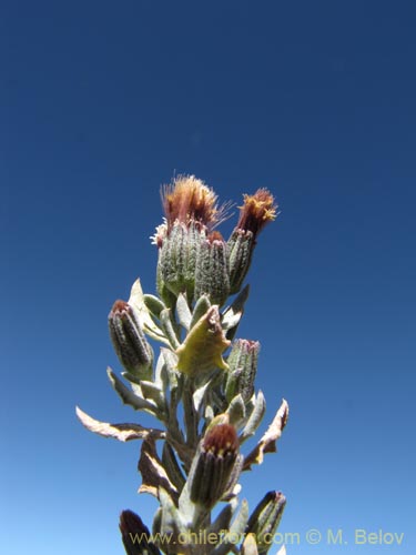 Image of Senecio sp. #2024 (). Click to enlarge parts of image.