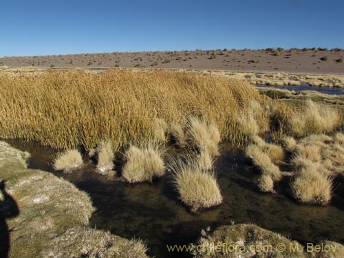 Image of Cyperaceae sp. #2104 (). Click to enlarge parts of image.