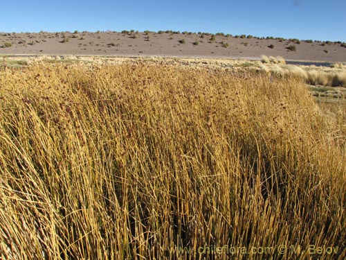 Image of Cyperaceae sp. #2104 (). Click to enlarge parts of image.