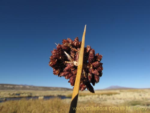 Image of Cyperaceae sp. #2104 (). Click to enlarge parts of image.