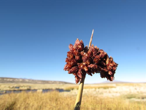 Image of Cyperaceae sp. #2104 (). Click to enlarge parts of image.