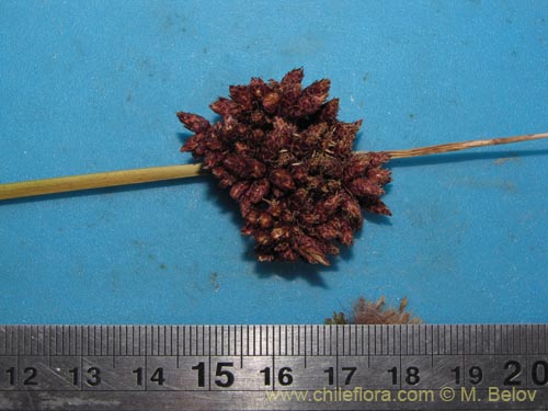 Image of Cyperaceae sp. #2104 (). Click to enlarge parts of image.