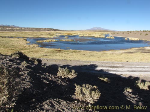 Image of Acantholippia punensis (). Click to enlarge parts of image.