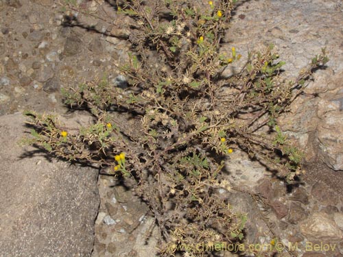 Image of Senecio sp. #2046 (). Click to enlarge parts of image.