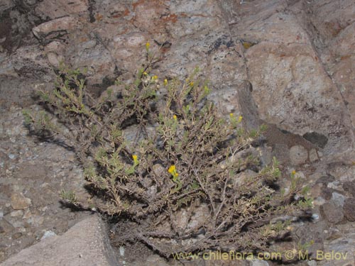 Image of Senecio sp. #2046 (). Click to enlarge parts of image.
