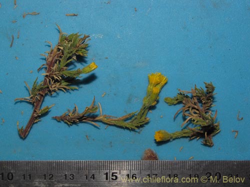 Image of Senecio sp. #2046 (). Click to enlarge parts of image.