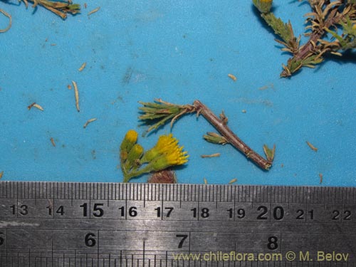 Image of Senecio sp. #2046 (). Click to enlarge parts of image.