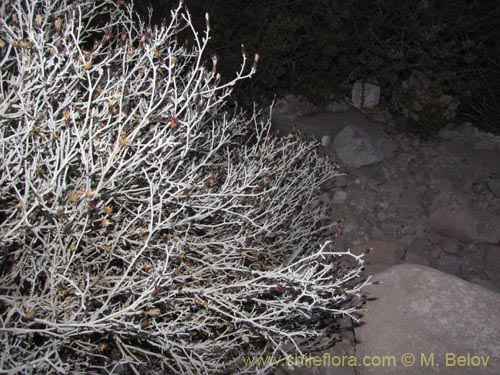 Image of Aphyllocladus denticulatus var. calvus (). Click to enlarge parts of image.