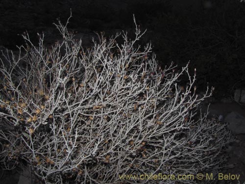 Image of Aphyllocladus denticulatus var. calvus (). Click to enlarge parts of image.