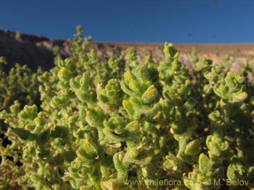 Image of Unidentified Plant sp. #3150 (). Click to enlarge parts of image.