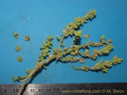 Image of Unidentified Plant sp. #3150 (). Click to enlarge parts of image.