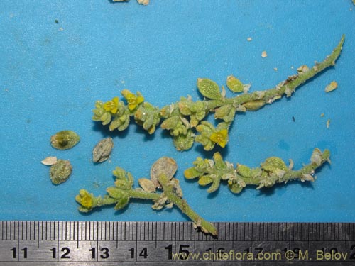 Image of Unidentified Plant sp. #3150 (). Click to enlarge parts of image.
