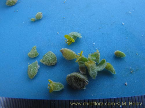 Image of Unidentified Plant sp. #3150 (). Click to enlarge parts of image.