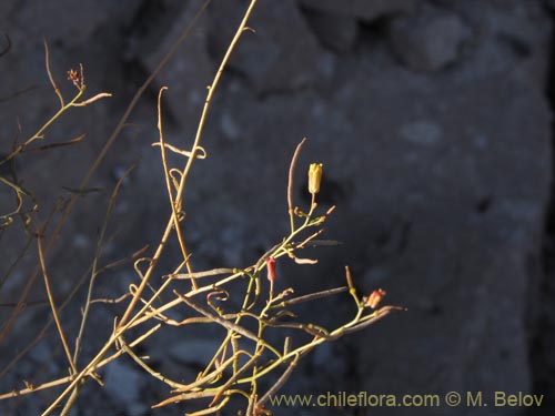 Image of Brassicaceae sp. #2030 (). Click to enlarge parts of image.