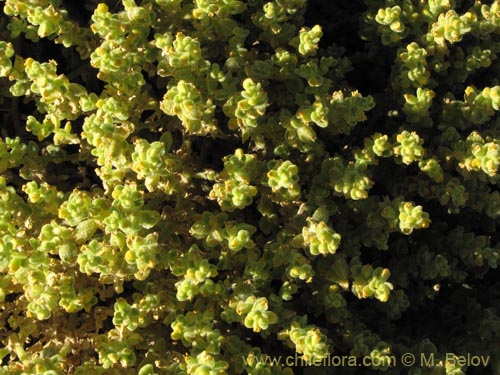 Image of Unidentified Plant sp. #3150 (). Click to enlarge parts of image.