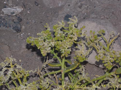 Image of Unidentified Plant sp. #3001 (). Click to enlarge parts of image.