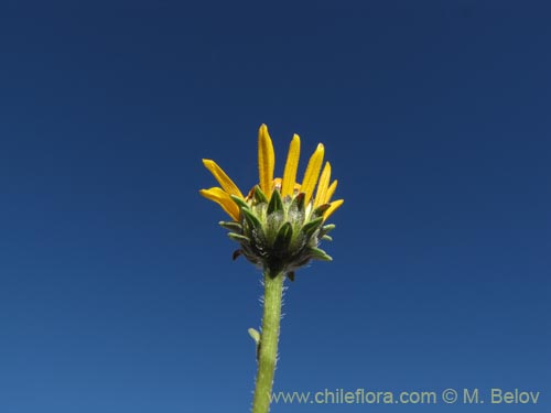 Bild von Viguiera pazensis (). Klicken Sie, um den Ausschnitt zu vergrössern.