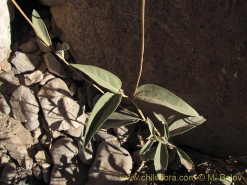 Image of Viguiera pazensis (). Click to enlarge parts of image.