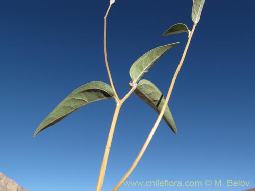 Bild von Viguiera pazensis (). Klicken Sie, um den Ausschnitt zu vergrössern.