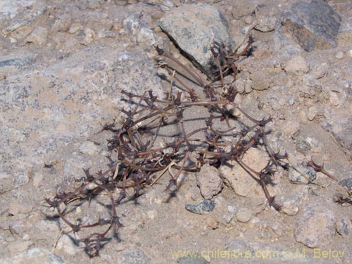 Polygonaceae sp. #1980的照片