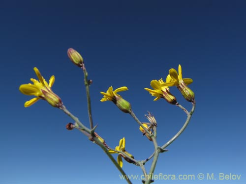 Image of Senecio sp. #2042 (). Click to enlarge parts of image.