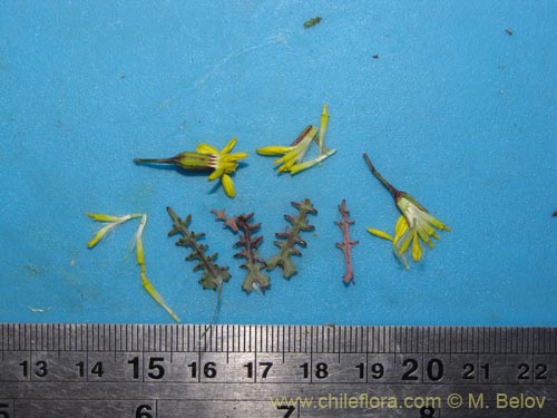 Image of Senecio sp. #2042 (). Click to enlarge parts of image.