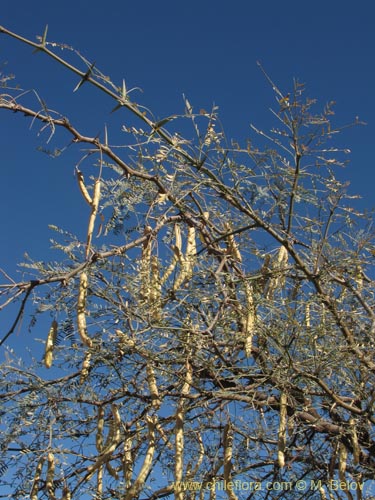 Bild von Prosopis alba var. alba (Algarrobo blanco). Klicken Sie, um den Ausschnitt zu vergrössern.