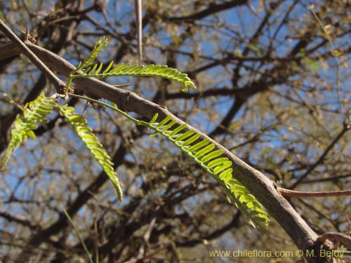 Bild von Prosopis alba var. alba (Algarrobo blanco). Klicken Sie, um den Ausschnitt zu vergrössern.