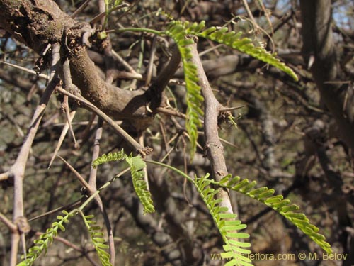 Bild von Prosopis alba var. alba (Algarrobo blanco). Klicken Sie, um den Ausschnitt zu vergrössern.