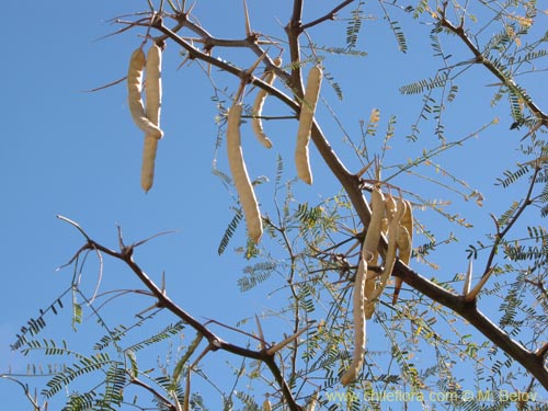 Bild von Prosopis alba var. alba (Algarrobo blanco). Klicken Sie, um den Ausschnitt zu vergrössern.