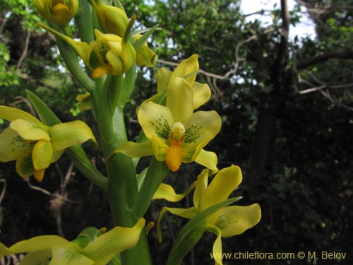 Imágen de Gavilea odoratissima (). Haga un clic para aumentar parte de imágen.