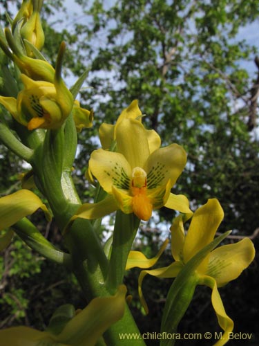 Imágen de Gavilea odoratissima (). Haga un clic para aumentar parte de imágen.