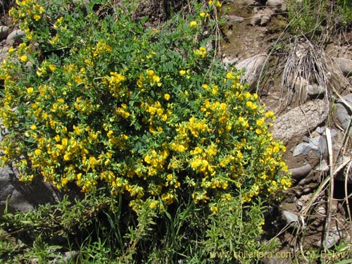 Image of Adesmia sp. #2130 (). Click to enlarge parts of image.