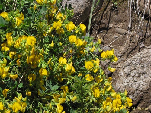 Image of Adesmia sp. #2130 (). Click to enlarge parts of image.