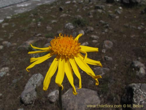 Image of Senecio sp. #2203 (). Click to enlarge parts of image.