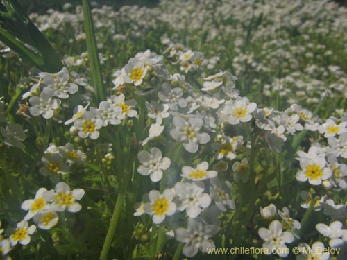 Image of Unidentified Plant sp. #3103 (). Click to enlarge parts of image.