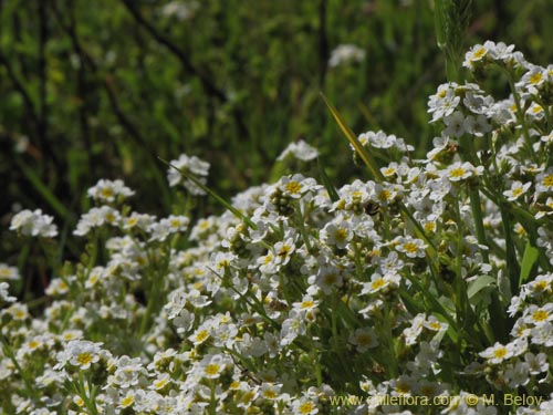 식물종은 불명 sp. #3103의 사진