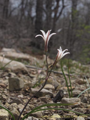 Tristagma bivalve的照片