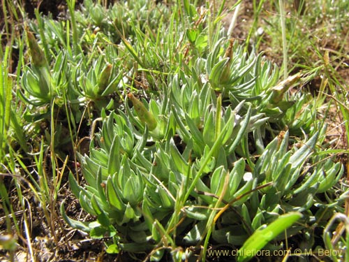 Image of Unidentified Plant sp. #2116 (). Click to enlarge parts of image.