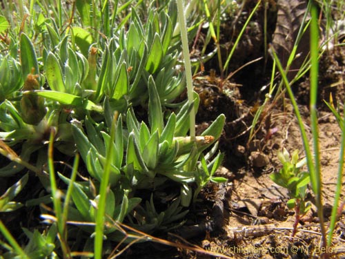 Image of Unidentified Plant sp. #2116 (). Click to enlarge parts of image.