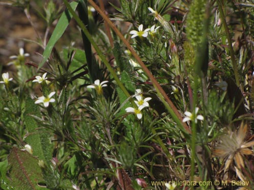 Image of Chaetanthera sp. #2153 (). Click to enlarge parts of image.