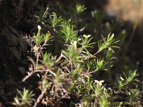 Image of Chaetanthera sp. #2153 (). Click to enlarge parts of image.