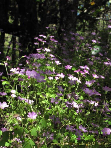 Oxalis roseaの写真